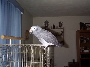 African Gray (Timneh)